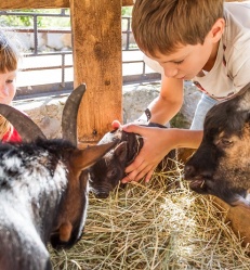 animaux de la ferme.